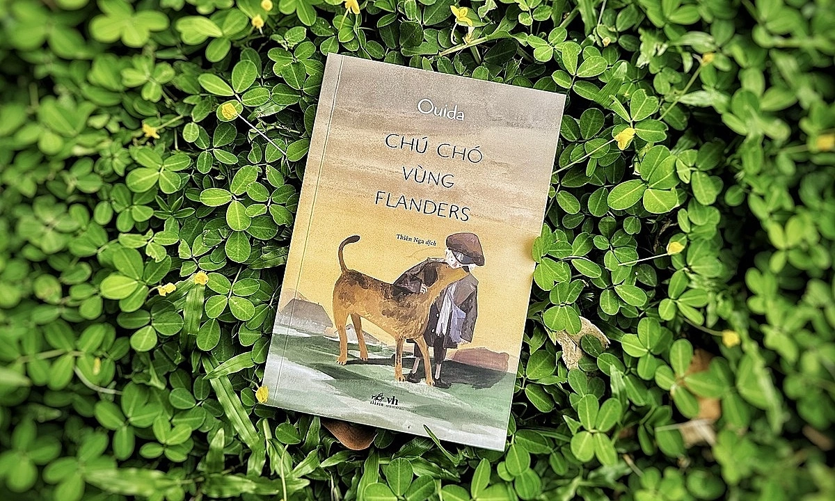 ‘Chú chó vùng Flanders’ hồn nhiên vượt nghịch cảnh - hình ảnh - jun88go.vip